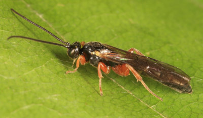 Exochus nigripalpis tectulum