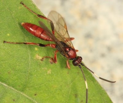 Aoplus velox (female)