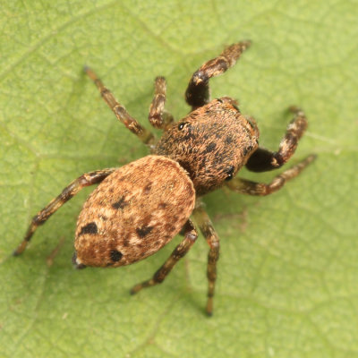 Jumping Spiders - Genus Zygoballus