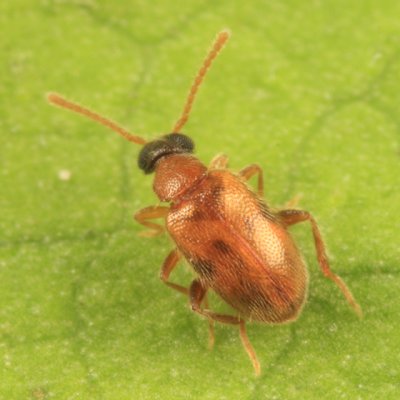 Syzeton subfasciatus