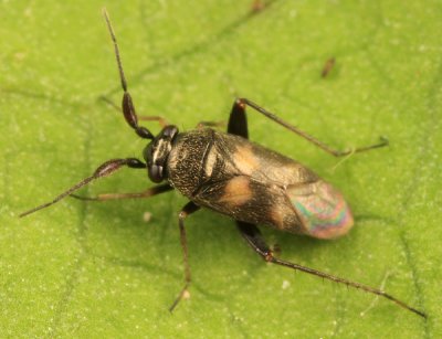 Spanagonicus albofasciatus