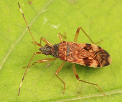 Ozophora picturata