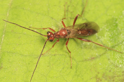 Proctotrupes pallidus (male)