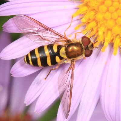 Syrphus sp