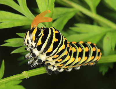 Black Swallowtail - Papilio polyxenes