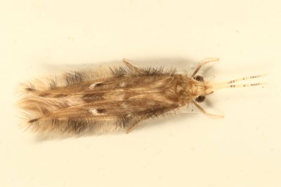 Oxyethira pallida