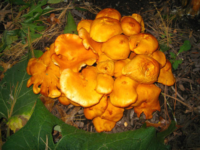 Omphalotus illudens (Jack O'Lantern mushroom)
