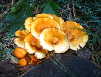 Omphalotus illudens (Jack O'Lantern mushroom)