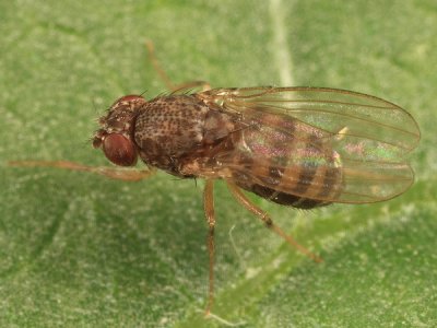 Drosophila repleta species group