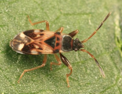 Dirt-colored Seed Bugs - Rhyparochromidae
