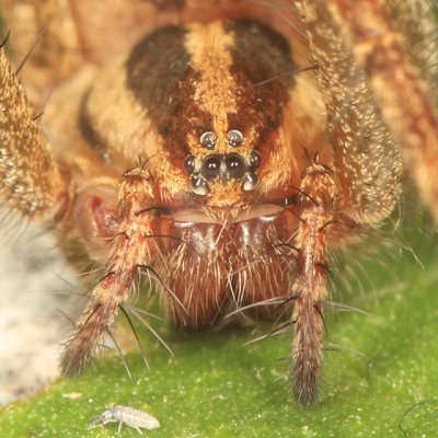 Funnel-Web Spider (Family Agelenidae) - The Firefly Forest