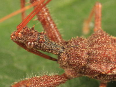 Spined Assassin Bug - Sinea diadema