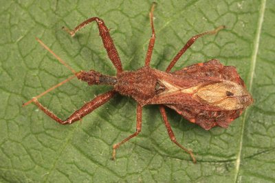 Spined Assassin Bug - Sinea diadema