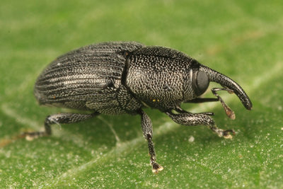 Sibariops confusa