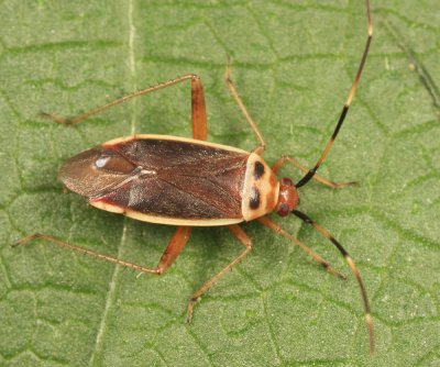 Rapid Plant Bug - Adelphocoris rapidus