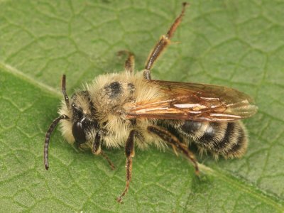 Andrena hirticincta