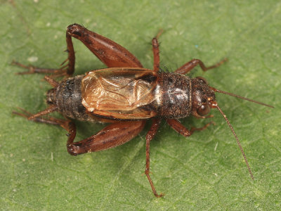 Ground Crickets - Nemobiinae