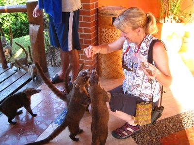 Julie feeding the White-nosed Coatis