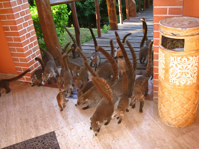 White-nosed Coati - Nasua narica