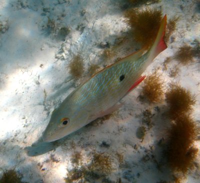 Mutton Snapper - Lutjanus analis