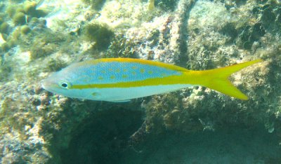 Yellow Tailed Snapper - Ocyurus chrysurus