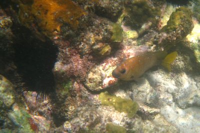 Yellowtail Damselfish - Microspathodon chrysurus