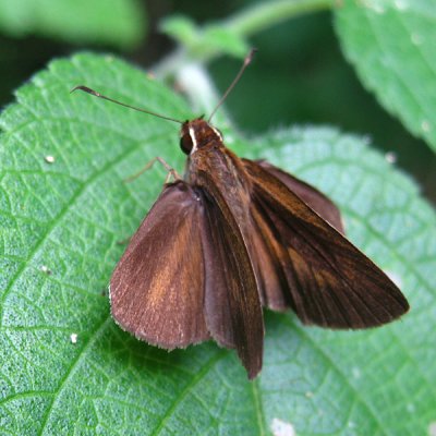 Northern Faceted skipper - Synapte pecta