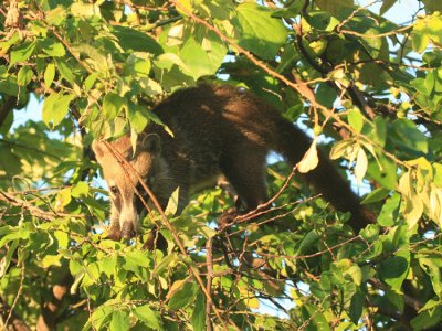 White-nosed Coati - Nasua narica