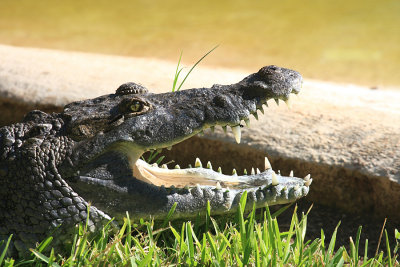 Morelet's Crocodile - Crocodylus moreletii