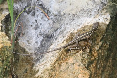 Brown Basilisk Lizard - Basiliscus vittatus