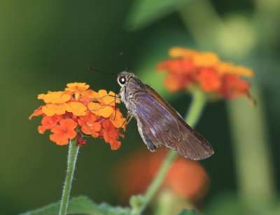 Evan's Skipper - Panoquina fusina evansi