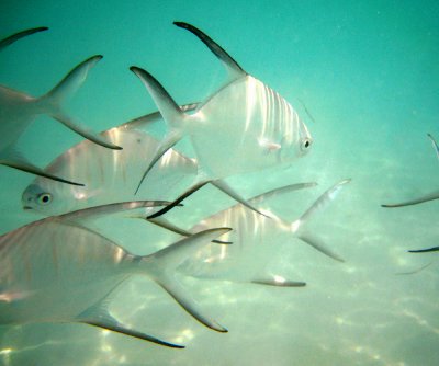Palometa - Trachinotus goodei