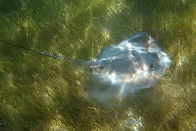 Southern Stingray - Hypanus americanus