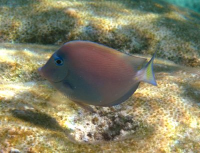 Blue Tang - Acanthurus coeruleus