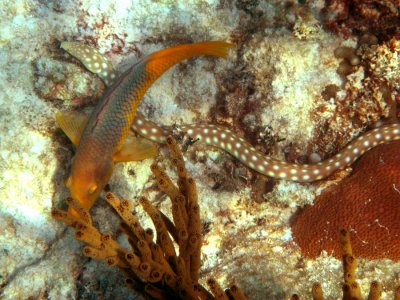 Sharptail Eel - Myrichthys breviceps & Spanish Hogfish - Bodianus rufus