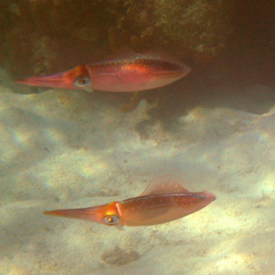 Carribean Reef Squid - Sepioteuthis sepioidea