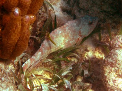 Redtail Parrotfish - Sparisoma chrysopterum