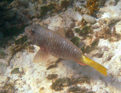 Yellowtail Parrotfish - Sparisoma rubripinne