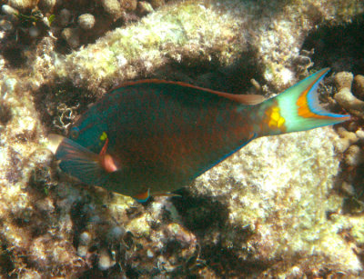 Stoplight Parrotfish - Sparisoma viride (male)