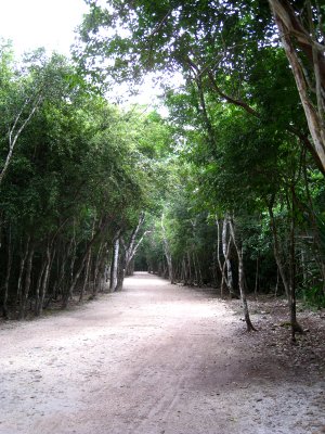 Coba jungle road