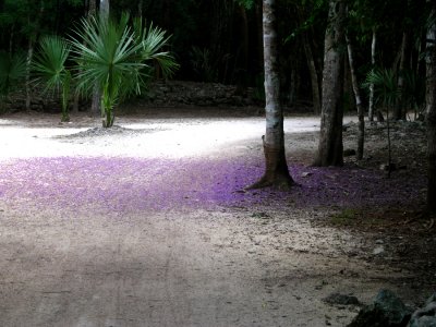 Purple flower pedals on the road