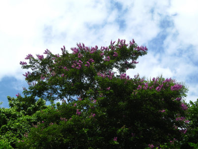 Baalche'  (Maya), Lonchocarpus longistylus