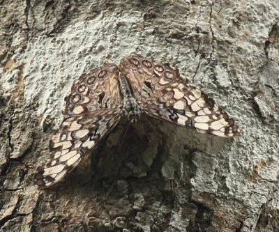 Guatemalan Cracker - Hamadryas guatemalena