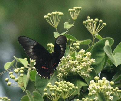 Yucatan Swallowtail - Papilio rogeri