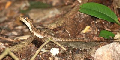 Brown Basilisk Lizard - Basiliscus vittatus