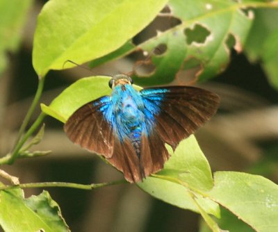 Gilbert's Flasher - Astraptes gilberti