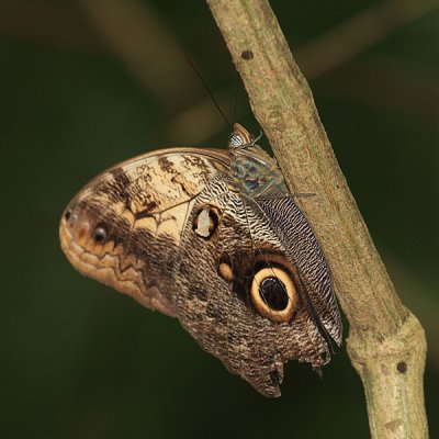 Yellow-fronted Owl Butterfly - Caligo telamonius