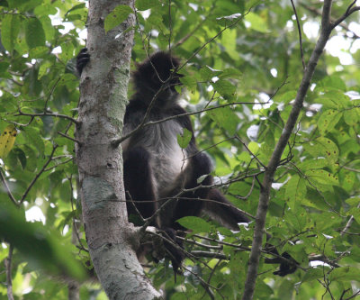 Mexican Spider Monkey - Ateles geoffroyi vellerosus 