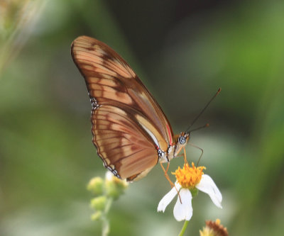 Julia - Dryas iulia