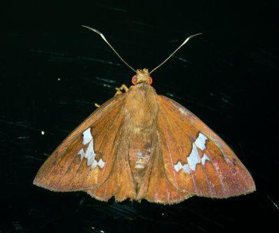 Freeman's Scarlet-eye - Bungalotis milleri